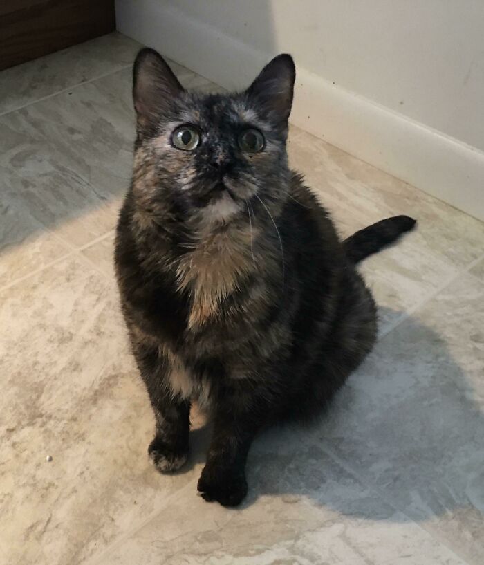 Meet My Mom’s Senior Kitty (15+?) Tortilla! Mom Adopted This Wonderful Senior Tortie, And The Vet Just Says ‘Old’ For Age, Because She Has 1 Tooth. She’s A Sassy Lady 💕