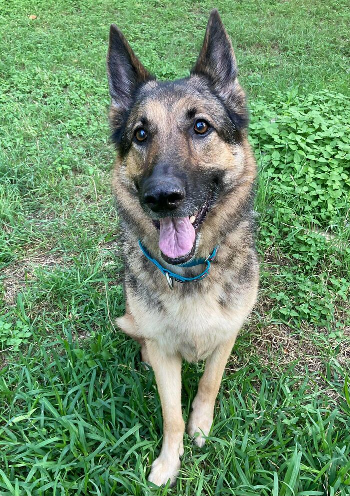 ¡Fracaso de acogida! Sasha es una chica mayor que perdió su hogar el año pasado y terminó en el refugio. ¡Nunca más! Ella es oficialmente adoptada a partir de hoy :)