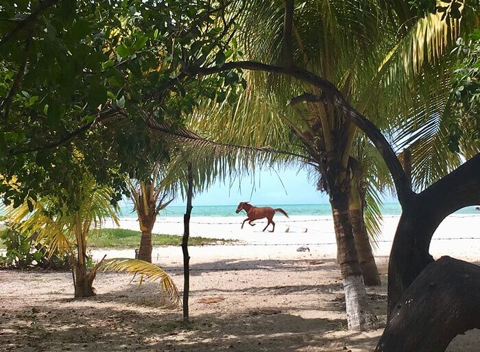 I Took A Picture Of A Horse Running Wild In Mexico