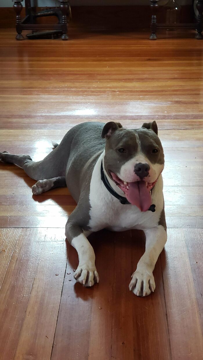 Our House Hippo! So Thankful We Found Her For Adoption.