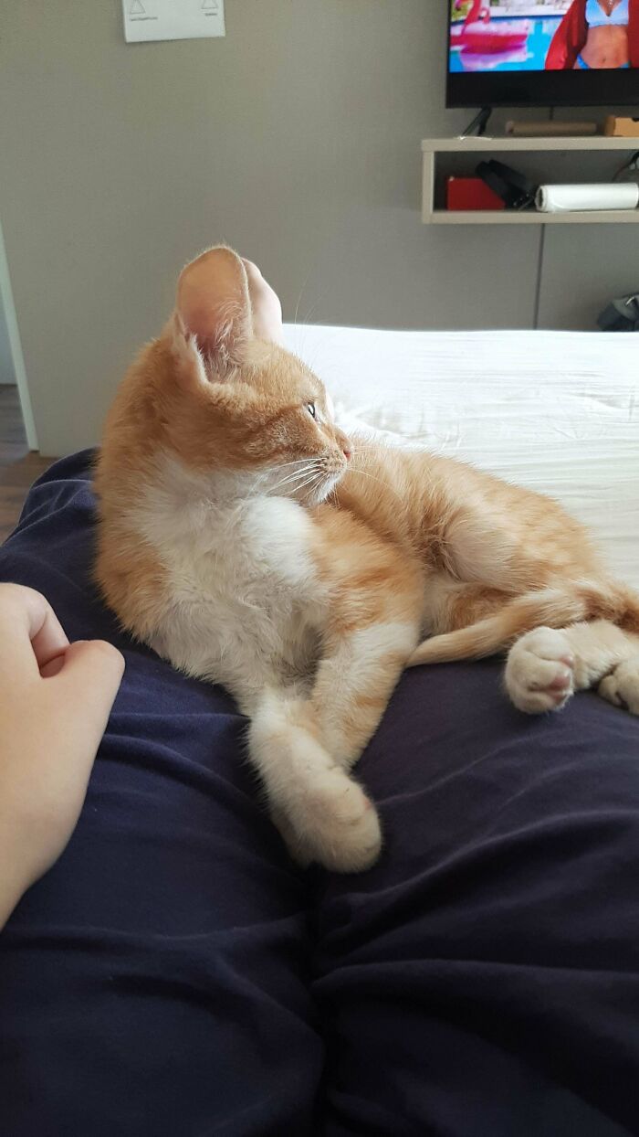 Soy terriblemente alérgico a los gatos. Mi familia adoptó un gato... ¿adivina a quién eligió como dueño?