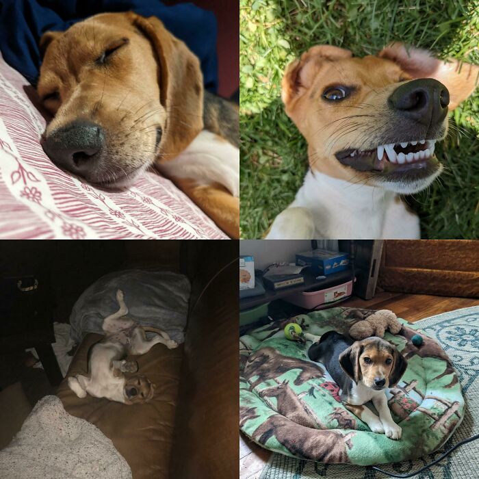 My Family Adopted One Of The Thousands Of Beagles Rescued From The Envigo Breeding Facilities In Virginia. It's Amazing To Watch Her Grow Into Her Goofy And Crazy Self. The First Day We Brought Her Home In The Bottom Right. Otherwise Being A Crazy Nutball 🥲💓 We Love Her So Much