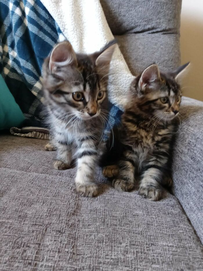 My Girlfriend And I Adopted These Two Precious Sister Kitties Today. Any Name Suggestions?