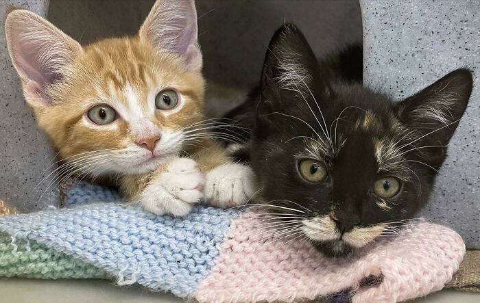 Adopting These Two Sweeties Tomorrow Morning. Looking For Name Suggestions (Brother & Sister)