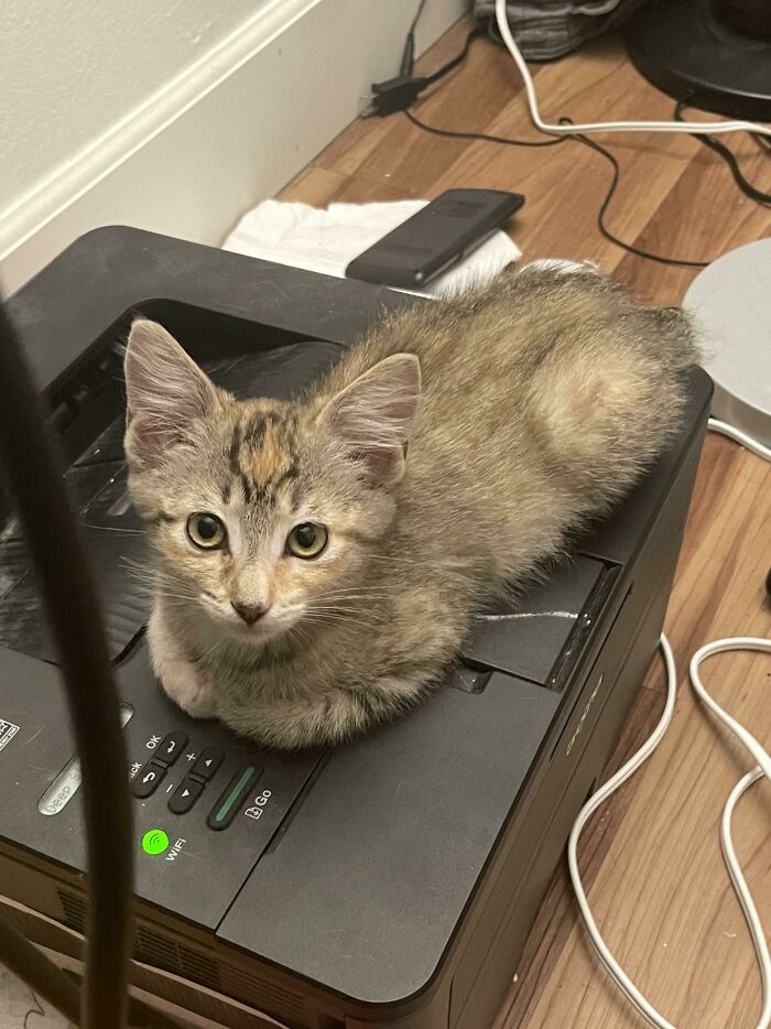 La gatita recién adoptada, después de esconderse bajo la cama durante horas, finalmente salió y me regaló con su primera pose de patitas escondidas