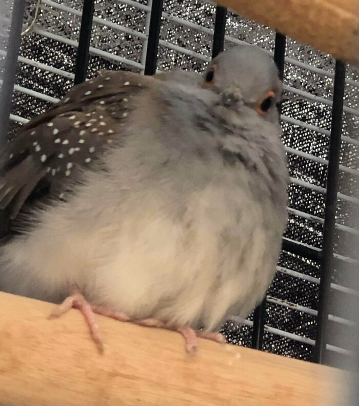 I Adopted A Diamond Dove 2 Days Ago! Can’t Decide What Name To Give Them, Any Suggestions? (Unsure Of Gender Yet)