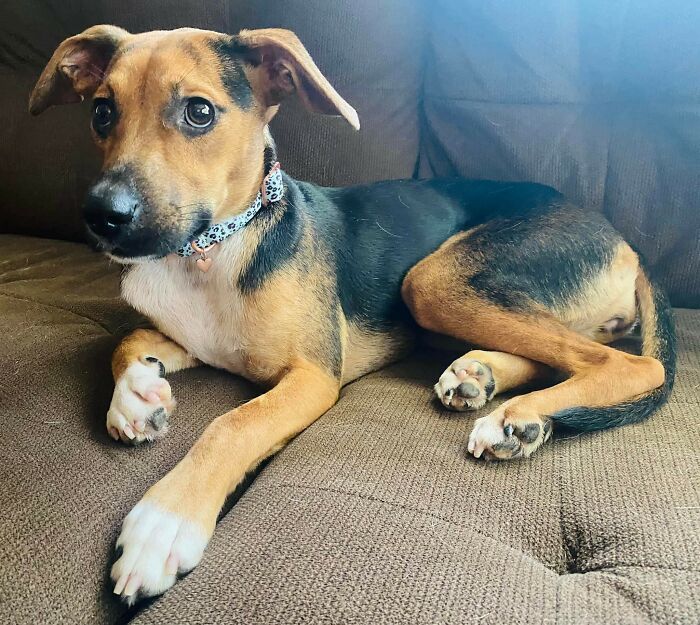 Adopté esta pequeña perrita hoy. Estaba tan asustada en el refugio que no podía dejarla allí