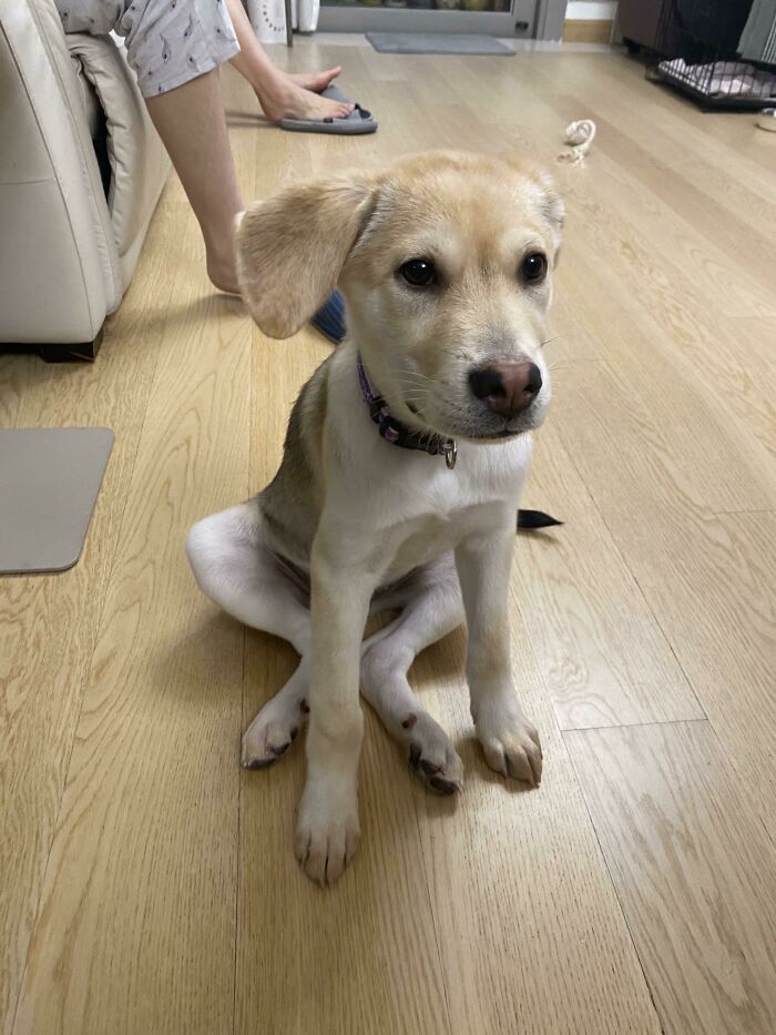 My Newly Adopted Puppy Sits Funny