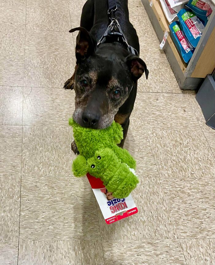 Ceda (de 10 años) lleva su juguete recién elegido a la caja registradora de la tienda de animales, y luego vuelve a casa en el coche con él. Pasó 99 días en el refugio después de ser recogido como callejero. Este fue el segundo día de su nueva vida