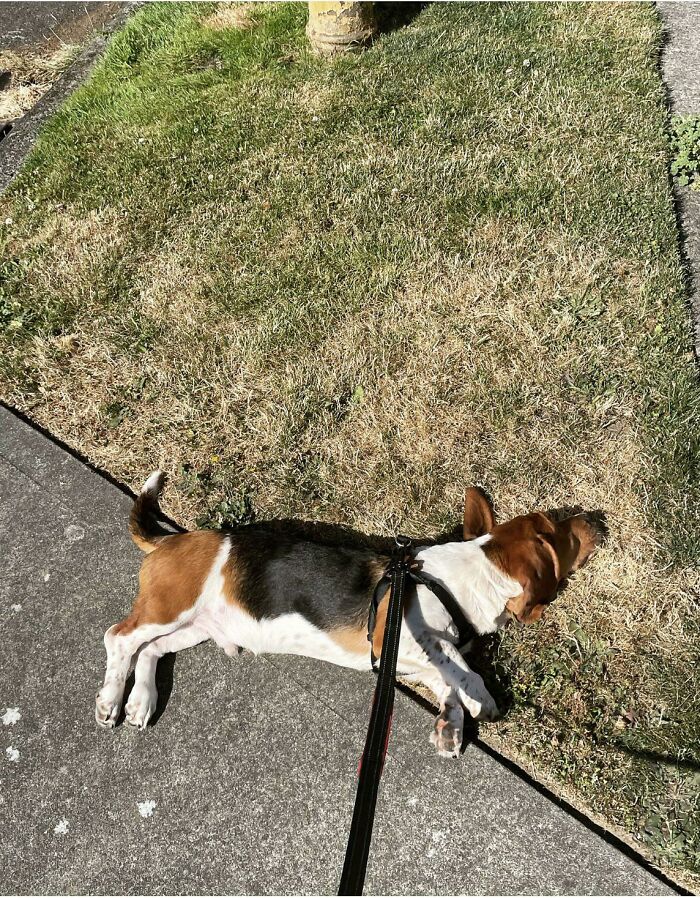 My Husband Just Sent Me This Pic Of Our New Adopted Basset Hound, Watson. We’re Working On Leash Training Him, And…it’s Going. This Is What We Like To Call “Flat Basset”