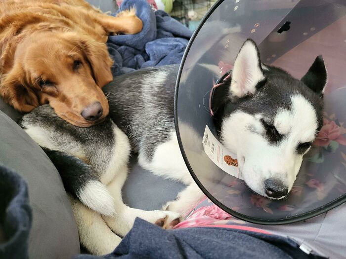 My Big Girl Is Taking Care Of Our Foster Puppy Post-Surgery. They Just Met