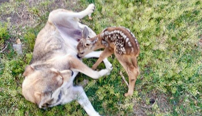 Dog Mum Adopted A Deer Pup