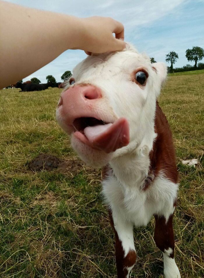This Calf Had Quite The Reaction To Me Petting Her