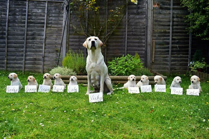 Meet The Future Guide Dogs: Purdee, Poppy, Pippa, Phoebe, Lola, Percy, Pilot, Cooper, Pluto, Polo And Their Proud Mum Vicky