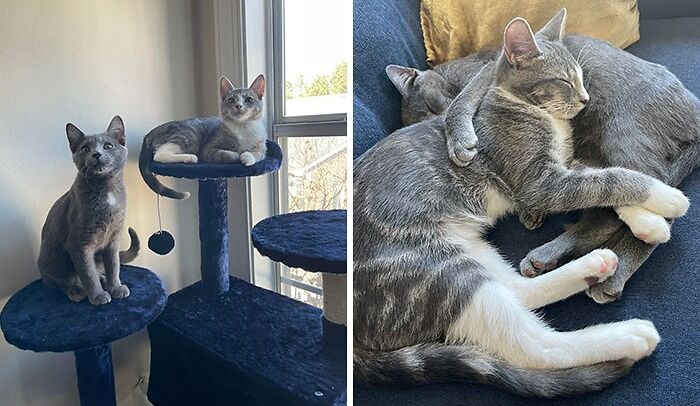 Update On The Kitten Who Was Hit By A Car And His Sibling That The Cops Said To Shoot - They Are Both Happy And Healthy And Doing Great In Their Forever Home