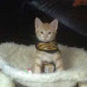 patriciaguidry avatar