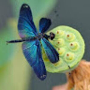 lewismysteryskulls avatar