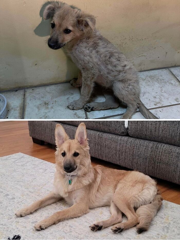 My Husband And I Rescued Little Bowie Off The Streets Of Guam. He Was Covering In Ticks And Burs And His Back Leg Was Broken Presumably From Being Hit By A Car. And He Was Only 2 Months Old! Now, He’s 6 Months Old And Lives In Hawaii With 6 Humans That Adore Him. Rescue Is Beautiful.