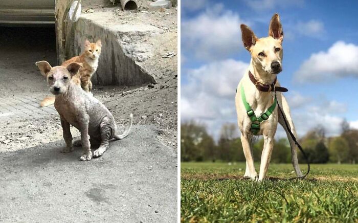 My Egyptian Street Dog When I Picked Her Up And Now