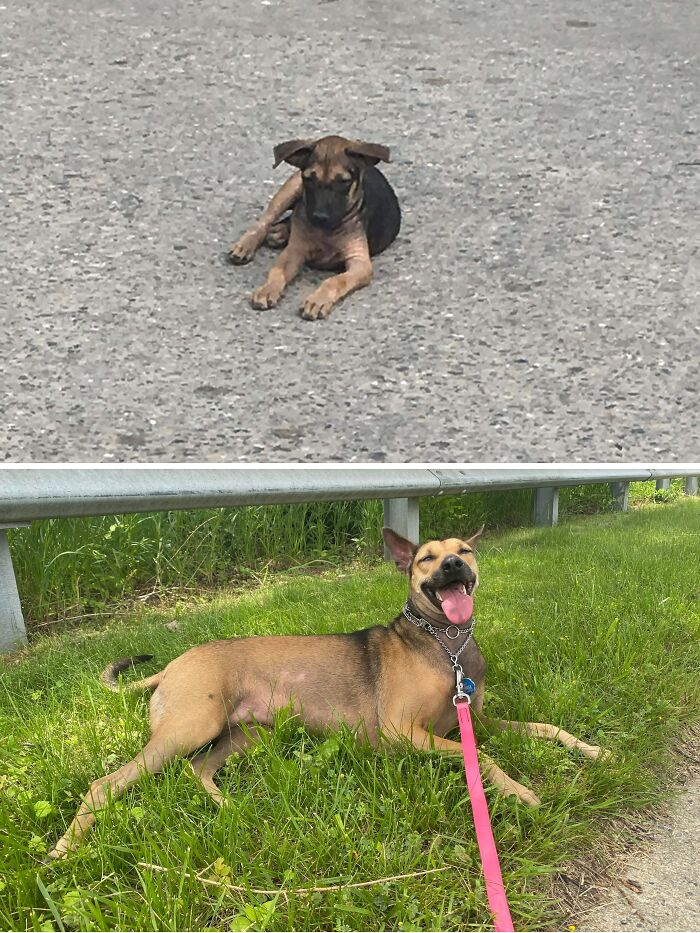 Mi perro de Myanmar antes y después de la adopción
