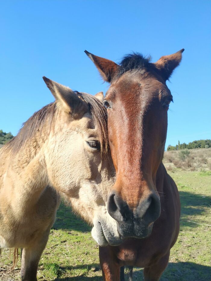 Dos caballos amorosos