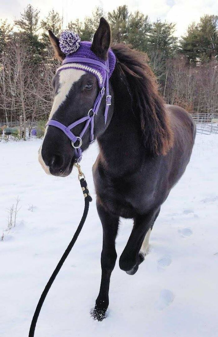 Horse with purple beanie