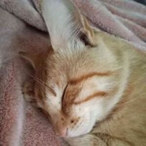 galasso13131313 avatar