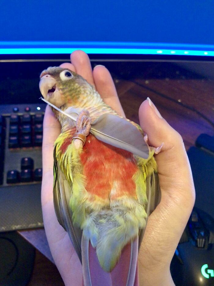 Funny Parrot Friday