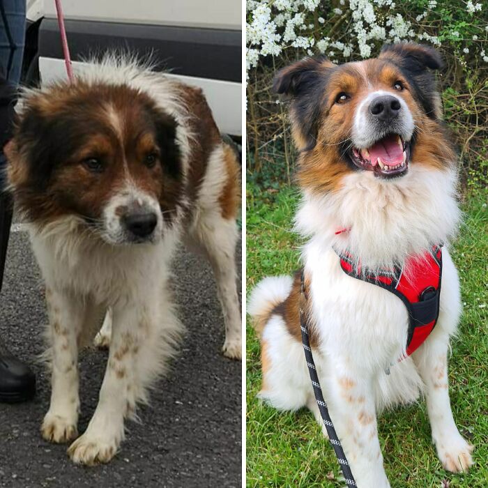 Nuestro dulce chico antes y después de ser adoptado