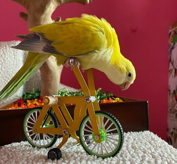 How Do You Like My New Bike? It’s The Jappie-Mobile