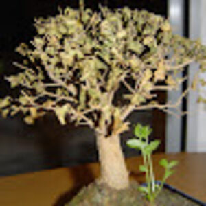 marconogueira avatar