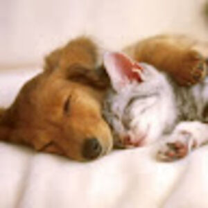 aieshasojourner avatar