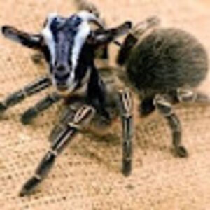 arachnidgoat avatar
