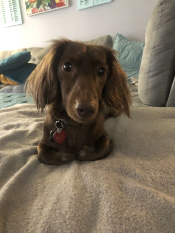 This Is My Dashound His Name Is Alexander Hamilton Or Hammy