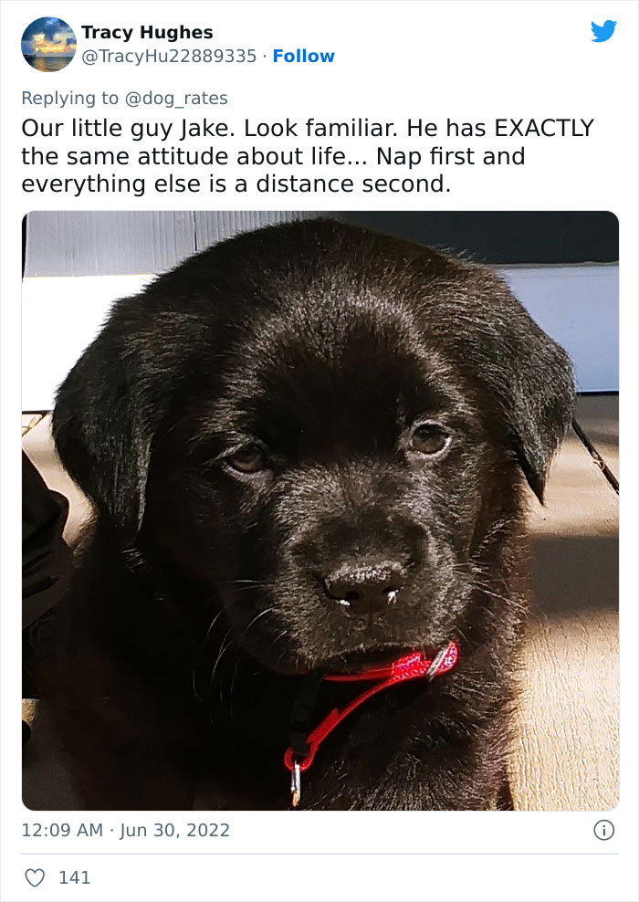 Guide-Pup-In-Training Falls Asleep During Important Photoshoot, And 11M People Can’t Handle The Cuteness