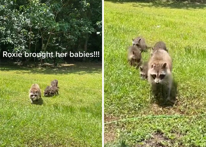 Proud Raccoon Momma Brings Her 4 Kids To Meet The Lady That’d Been Feeding Her Proud Raccoon Momma Brings Her 4 Kids To Meet The Lady That’d Been Feeding Her