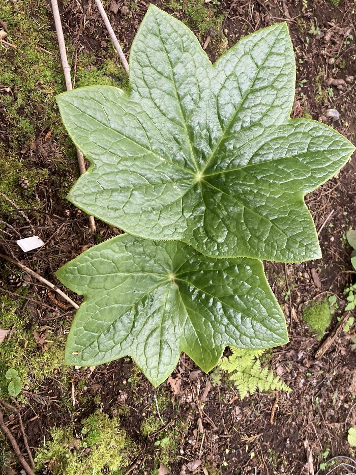 Podophyllum Pleianthum. Amazing Leaves