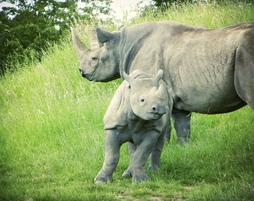 I Photograph Birds And Animals Around The UK, Here Are Some Of My Favourites!