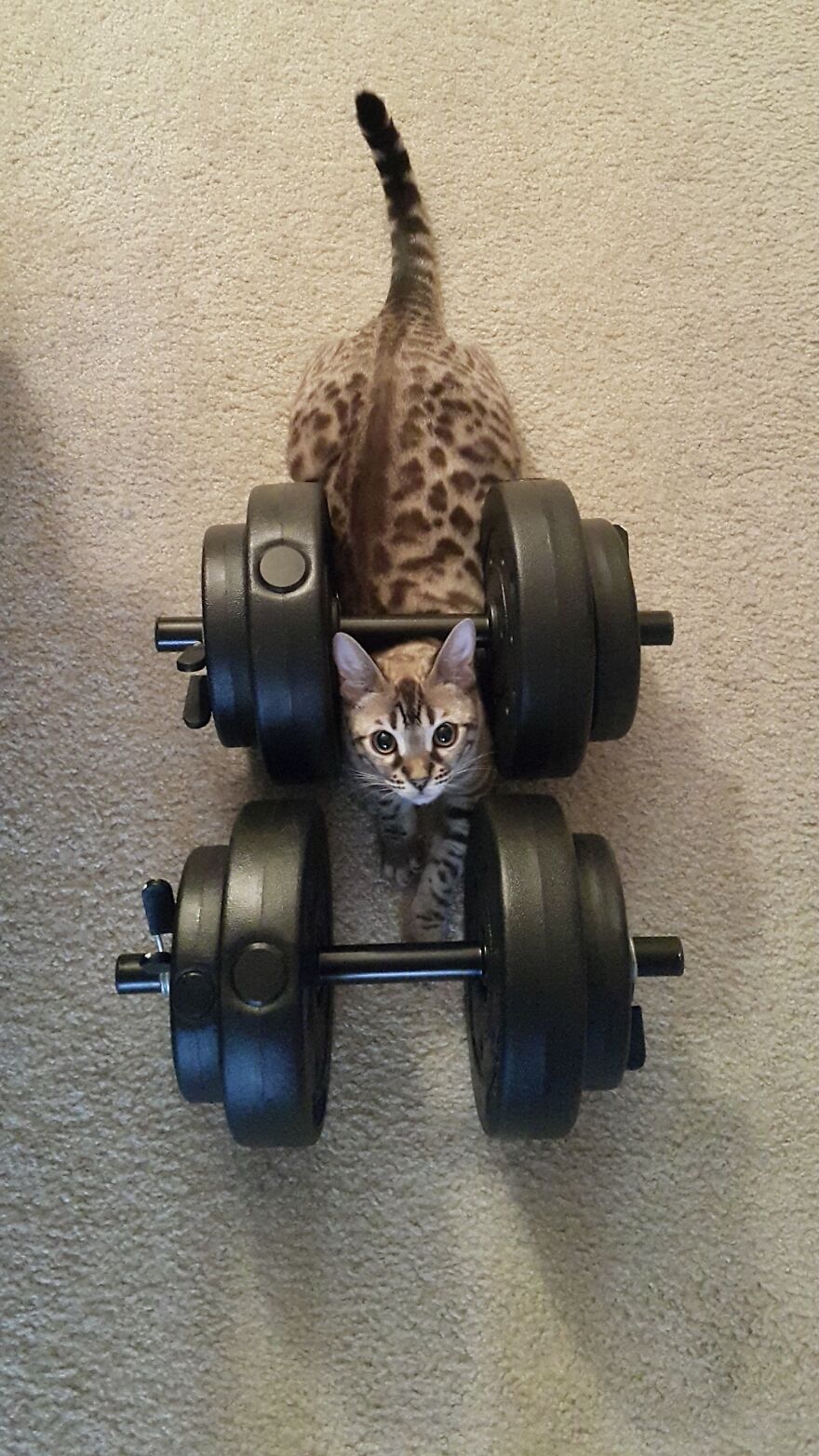 Kitty Gains 💪