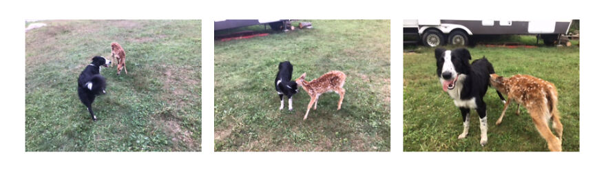My Dog Found A Hungry Deer