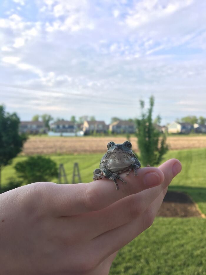 Little Frog From My Back Yard