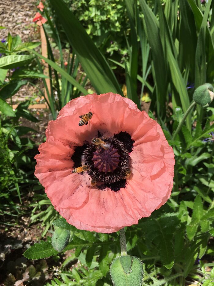 Poppies Are Loved By Bees