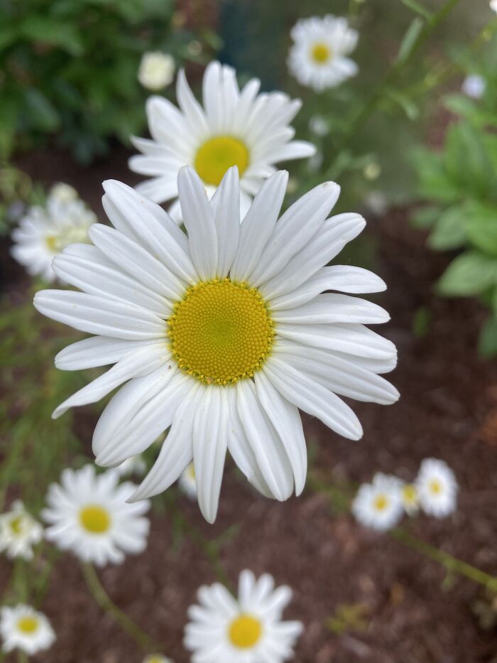Everyone Loves A Daisy