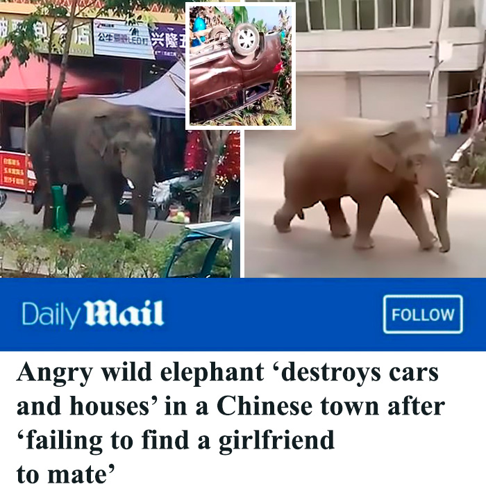 Even Elephants Can Be Neckbeards