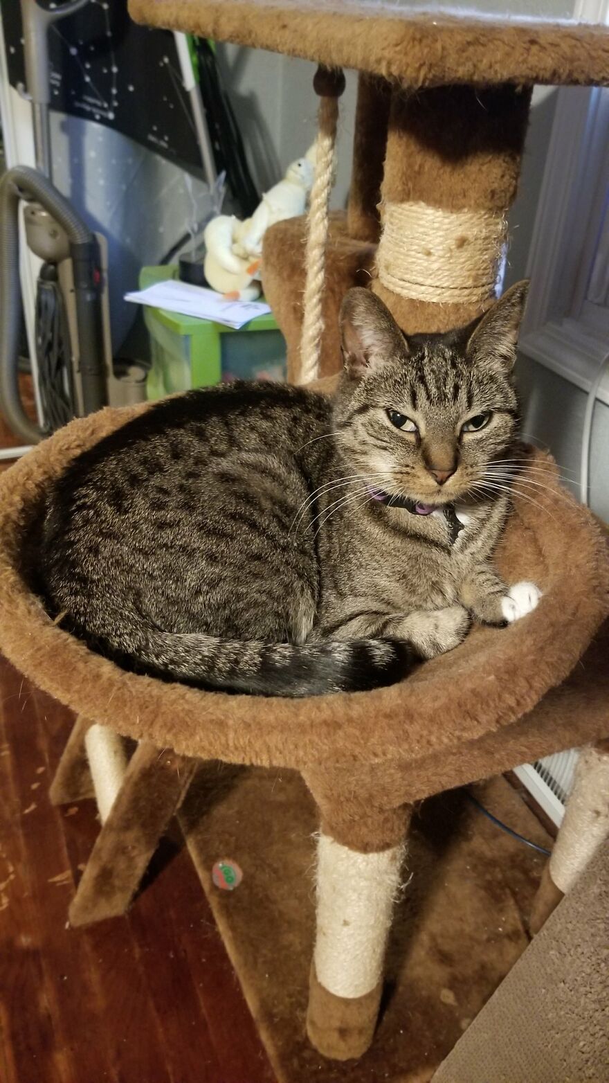 Dad Makes A Cat Bed For His Daughter's Feline From An Old TV, And It Hasn't Gone Unnoticed On The Socials Dad Makes A Cat Bed For His Daughter's Feline From An Old TV, And It Hasn't Gone Unnoticed On The Socials