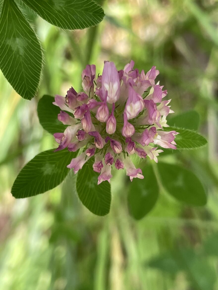 Purple Clover Flower