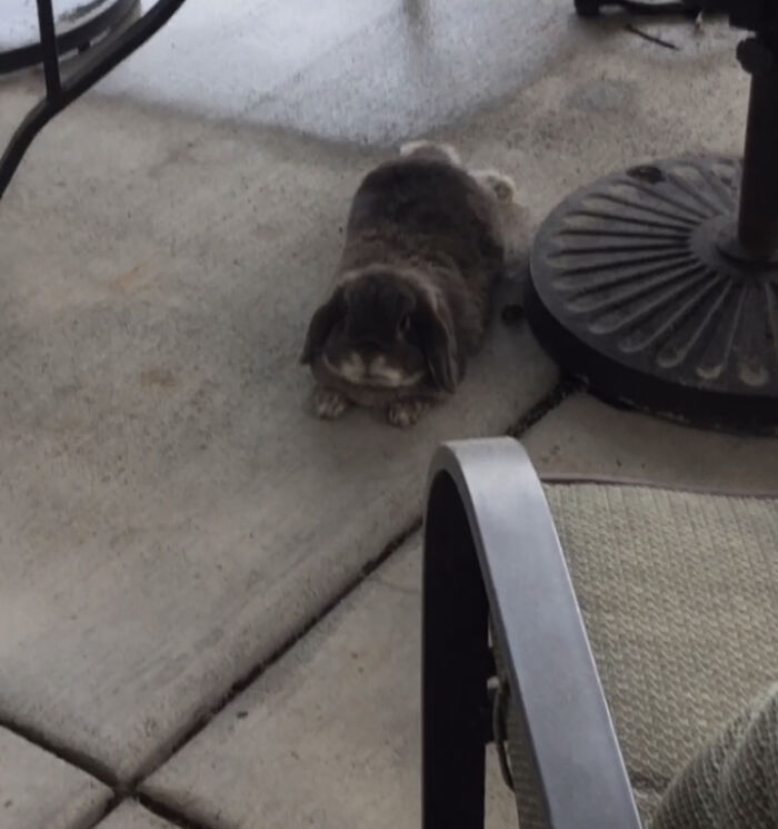 Frankie’s Just Chilling