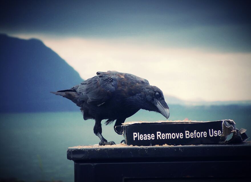 I Photograph Birds And Animals Around The UK, Here Are Some Of My Favourites!