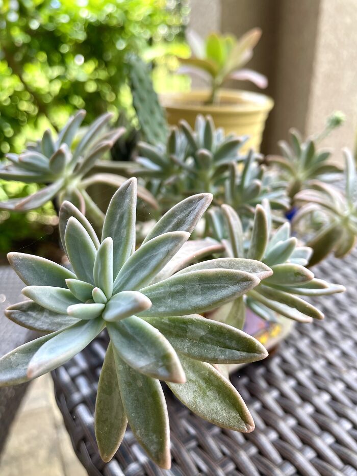 Succulents On My Back Porch