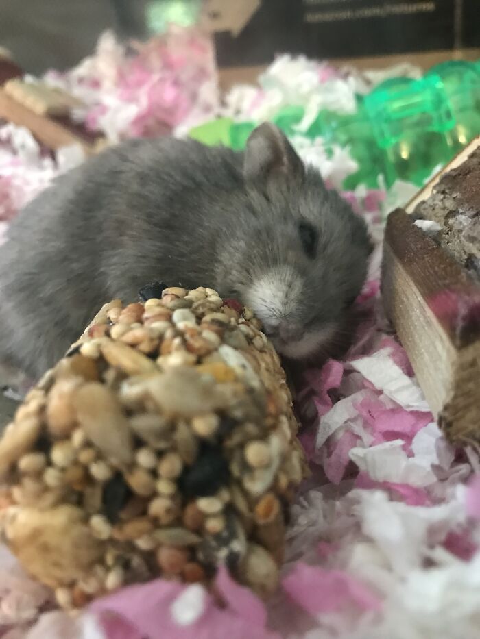 My Very Antisocial Hamster, Smudge. He Passed A Few Months Ago But I Still Love Him.